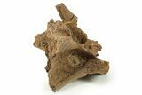 Hadrosaur (Edmontosaurus) Partial Vertebral Arch - Wyoming #280402-3